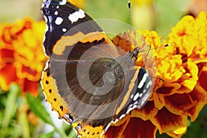 The Admiral butterfly is one of the most famous butterflies in the world.