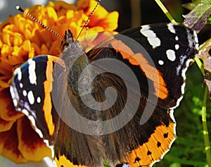 The Admiral butterfly is one of the most famous butterflies in the world.