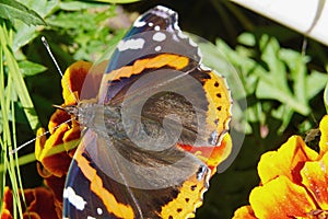 The Admiral butterfly is one of the most famous butterflies in the world.