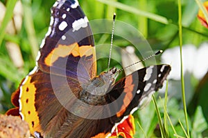 The Admiral butterfly is one of the most famous butterflies in the world.