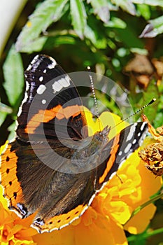 The Admiral butterfly is one of the most famous butterflies in the world.