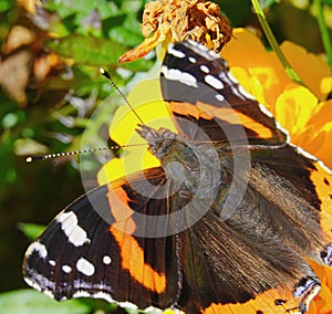 The Admiral butterfly is one of the most famous butterflies in the world.