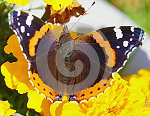 The Admiral butterfly is one of the most famous butterflies in the world.