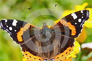 The Admiral butterfly is one of the most famous butterflies in the world.