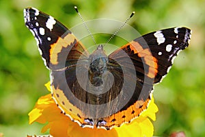 The Admiral butterfly is one of the most famous butterflies in the world.