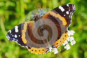 The Admiral butterfly is one of the most famous butterflies in the world.