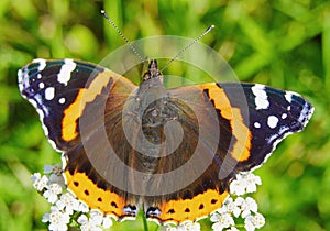 The Admiral butterfly is one of the most famous butterflies in the world.