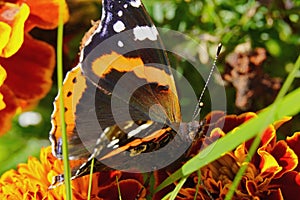 The Admiral butterfly is one of the most famous butterflies in the world.