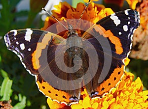 The Admiral butterfly is one of the most famous butterflies in the world.