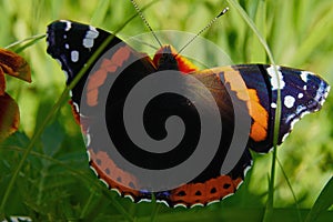 The Admiral butterfly is one of the most famous butterflies in the world.