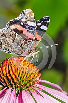 Admiral butterfly sitting on a pink echinacea flower/butterfly sit on a beautiful pink flower