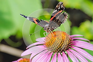 Admiral butterfly sitting on a pink echinacea flower/butterfly sit on a beautiful pink flower