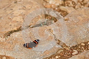 Admiral butterfly sitting on stone at the ground