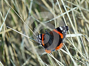 The admiral butterfly (Vanessa Atalanta)