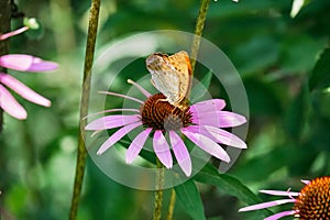 Admiral tastes the pink flower of echinacea.