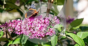 Admiral Vanessa atalanta butterfly on a Buddleja davidii flower