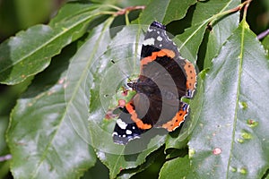 Admiral - Vanessa atalanta - macro shot