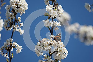 The admiral (Vanessa atalanta) visits the blossoms of an apple tree