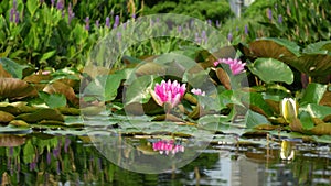 Admire the beauty of a pink water lily in bloom