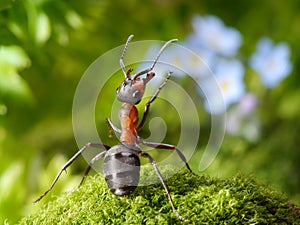 Admired with flowers, ant tales