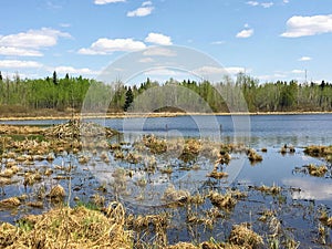 Admiring a beaver damn from afar on a beautiful summer day, in M