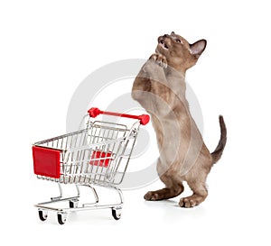 Admiring kitten or cat with shopping cart photo