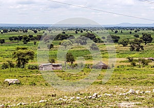 Adobe houses