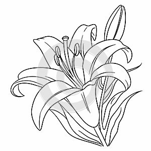 Lily Flower Line Art