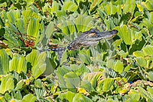 Adolescent American Alligator sun bathes with its eyes shut amongst the green foliage