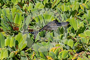 Adolescent American Alligator sun bathes with its eyes squinted amongst the green foliage