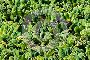 Adolescent American Alligator sun bathes with its eyes squinted amongst the green foliage