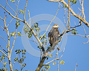 Adolescent Bald Eagle