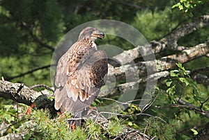 Adolescent Bald Eagle