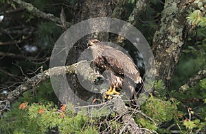 Adolescent Bald Eagle