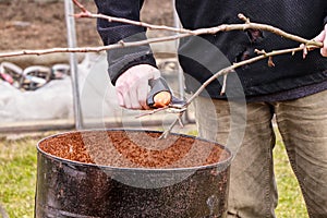 Adolescent in black jacket trimming branches into a iron barrel. Spring work. Trimming. Cuts branches. First work in garden