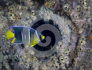 Adolescent Butterfly Fish - Shipwreck Porthole