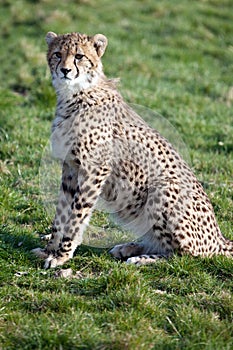 Adolescent Cheetah Cub