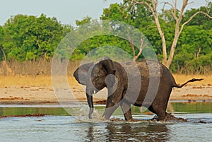 Adolescent elephant running and playing and splashing in a small waterhole in Hwange National Park