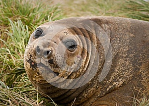 Adolescent Elephant Seal