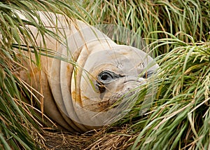 Adolescent Elephant Seal