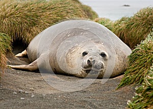 Adolescent Elephant Seal photo