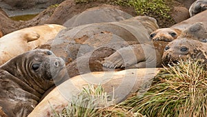 Adolescent Elephant Seals