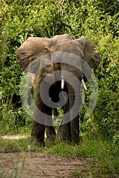 Adolescent elephant - Uganda