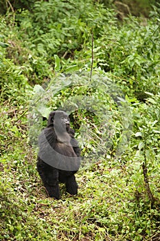 Adolescent Female Mountain Gorilla