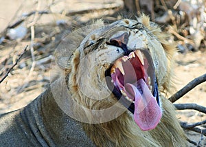 Adolescent lion with mouth wide open while yawning, with good view of tongue