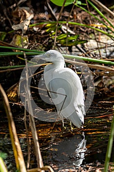 Adolescent Little Blue Herron wades in the swampy water