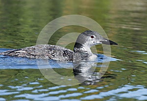 Adolescent Loon on the Lake