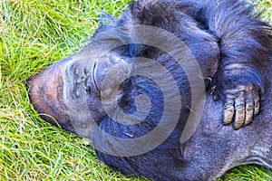 Adolescent low land male gorilla