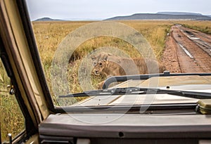 An adolescent male lion crossing the road in front of a safari vehicle in Africa.