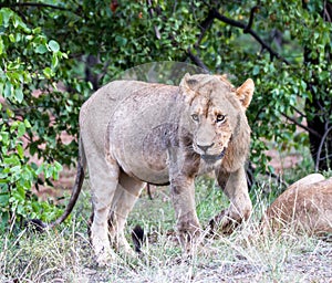 Adolescent male lion Panthera leo portrait in Kruger Park